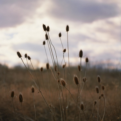 The Bluegrass, early winter and early spring